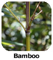 Bamboo